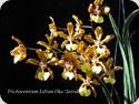 Trichocentrum Lillian Oka Jairak